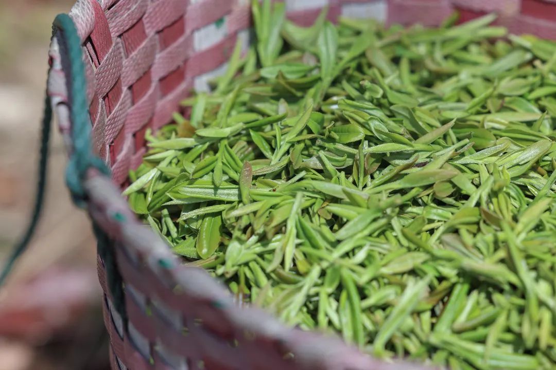 碧螺茶香漫吴中！3条私藏线路安排起来！