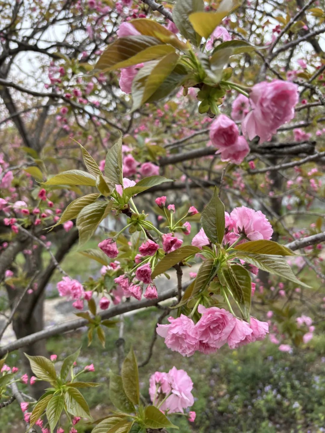 报~太湖晚樱已就位
