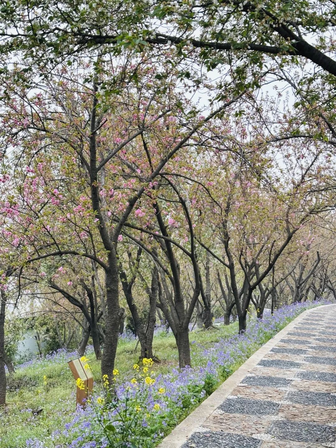 报~太湖晚樱已就位