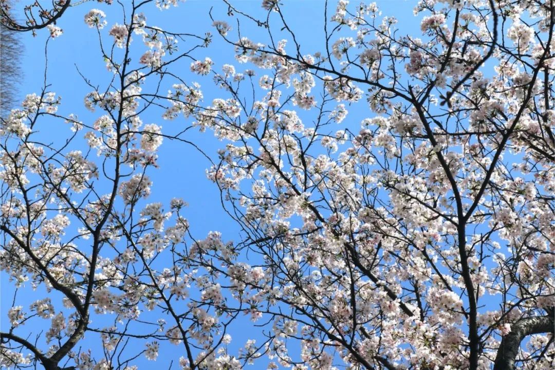 报~太湖晚樱已就位