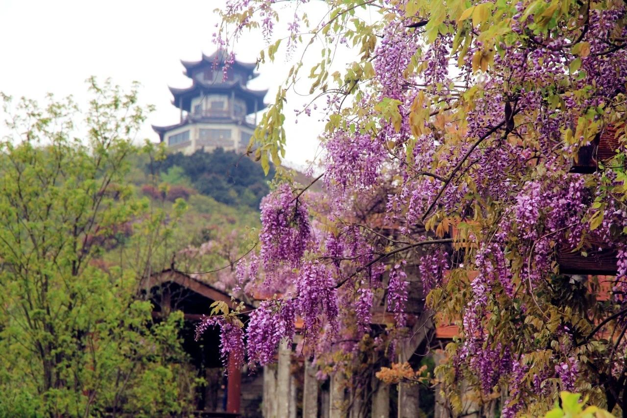 春山醒，茶事盛，一起赏尽吴中春光~