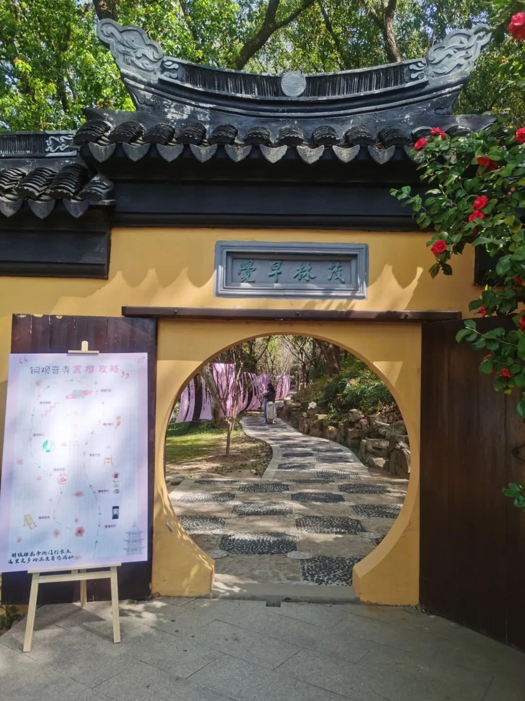 光福铜观音寺樱花季，春天就该这么玩~