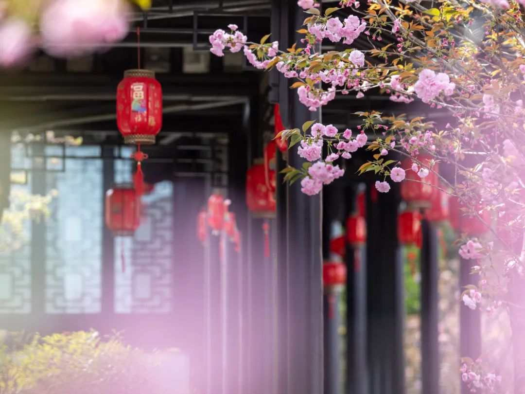 光福铜观音寺樱花季，春天就该这么玩~