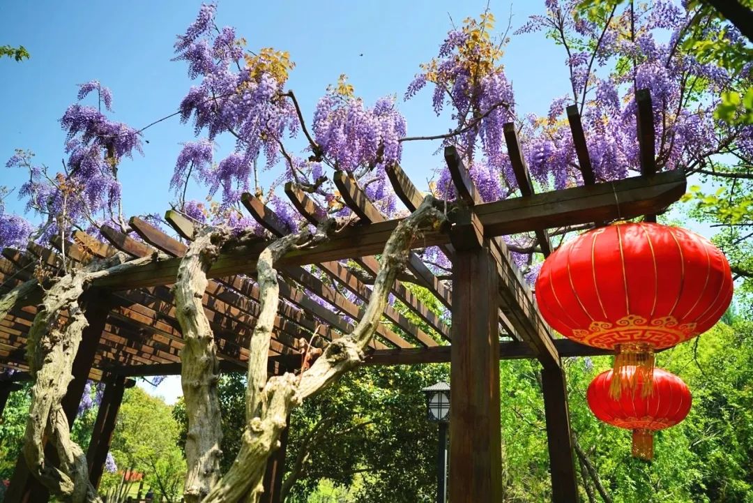 吴中的鸟语花香，绝绝紫！