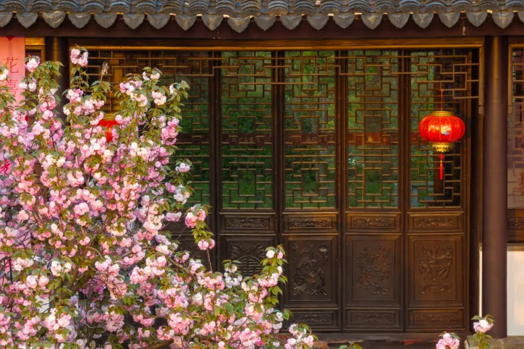 春色正浓，来铜观音寺赴一场樱花之约