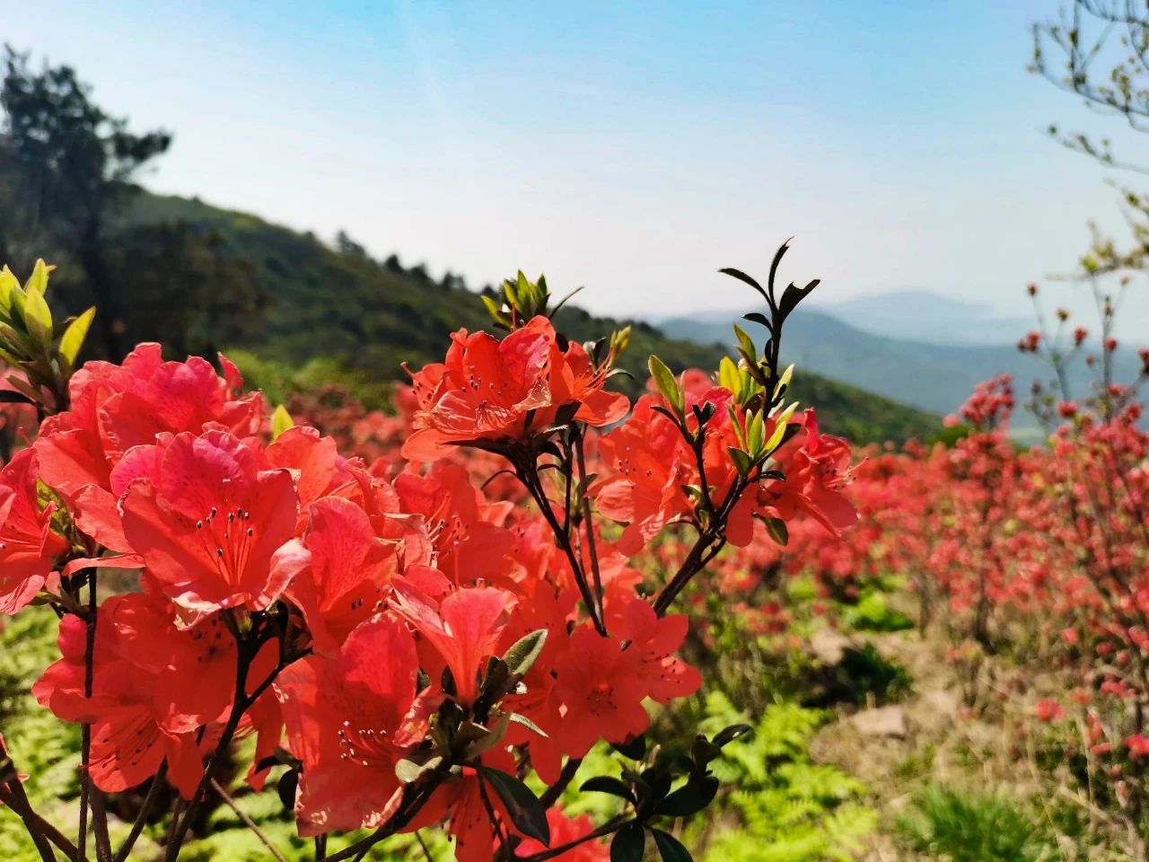 满山“红”遍的浪漫，没人能拒绝~