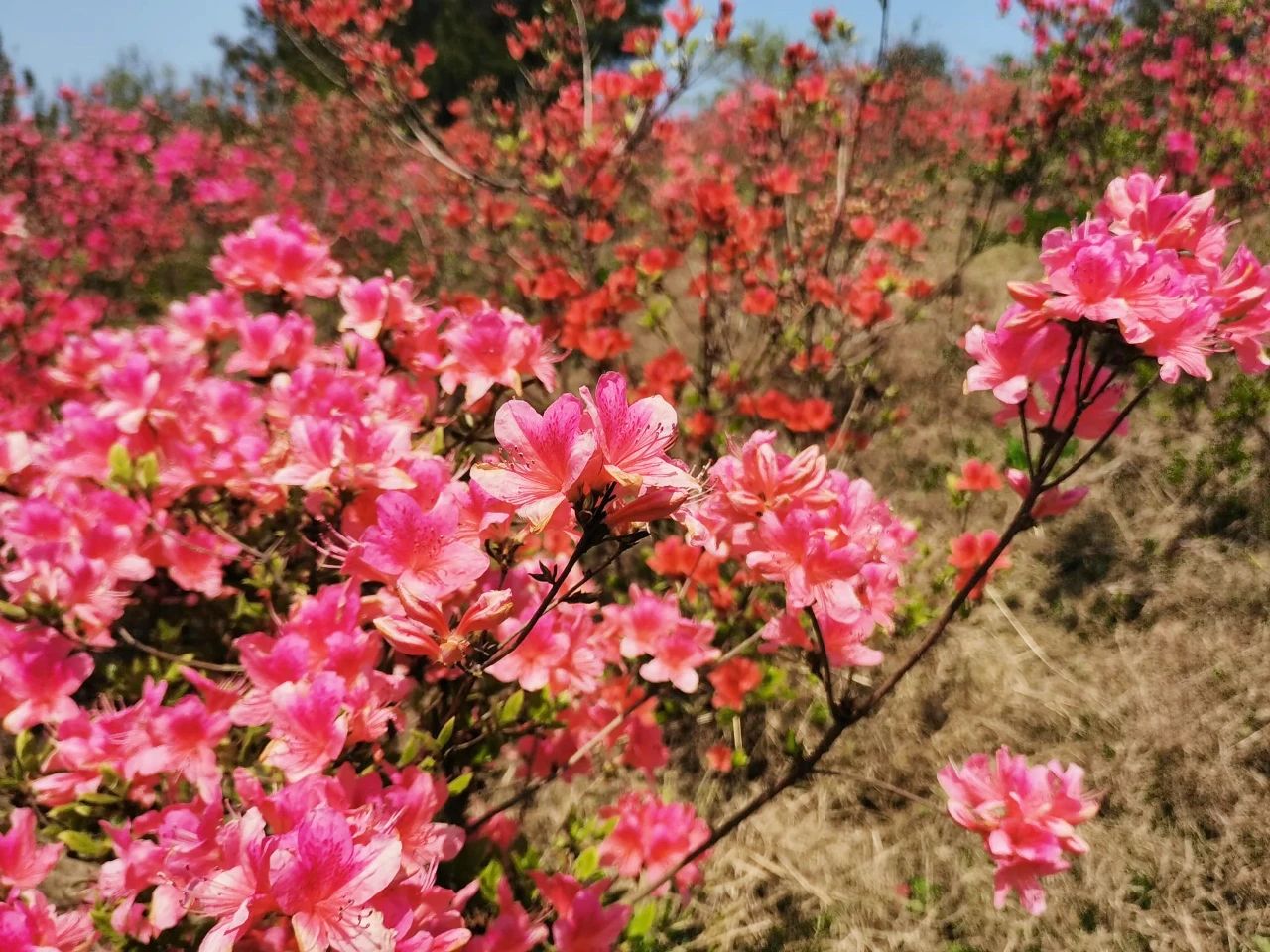 满山“红”遍的浪漫，没人能拒绝~