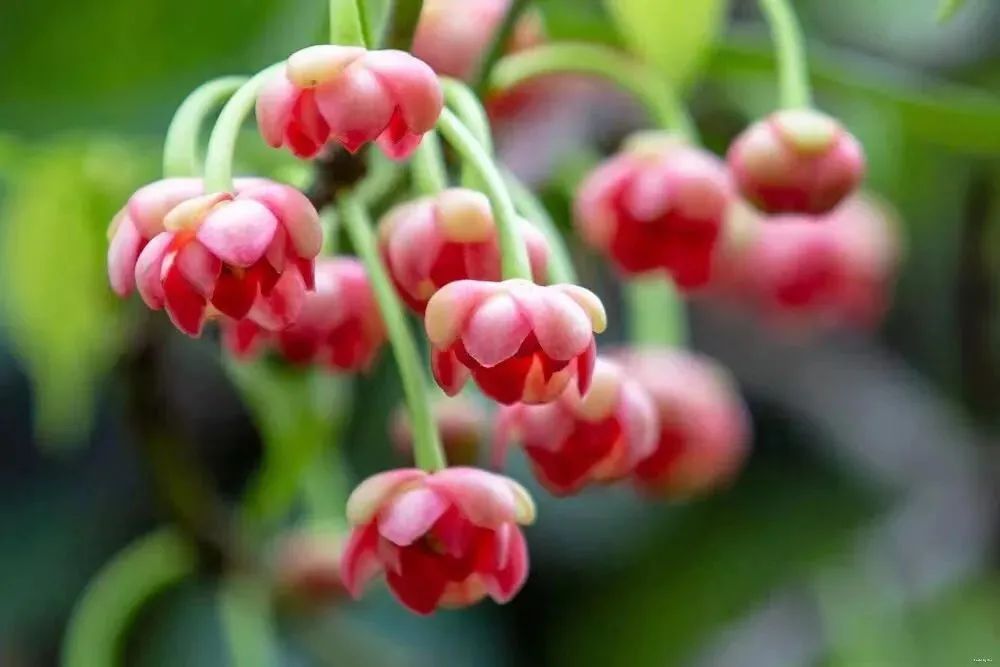 370余岁古树，花开如童颜