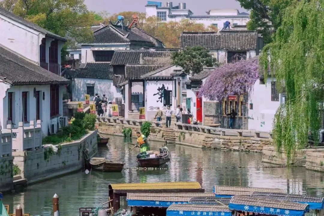 紫藤花开，快来甪直感受这场限定的“紫色浪漫”！