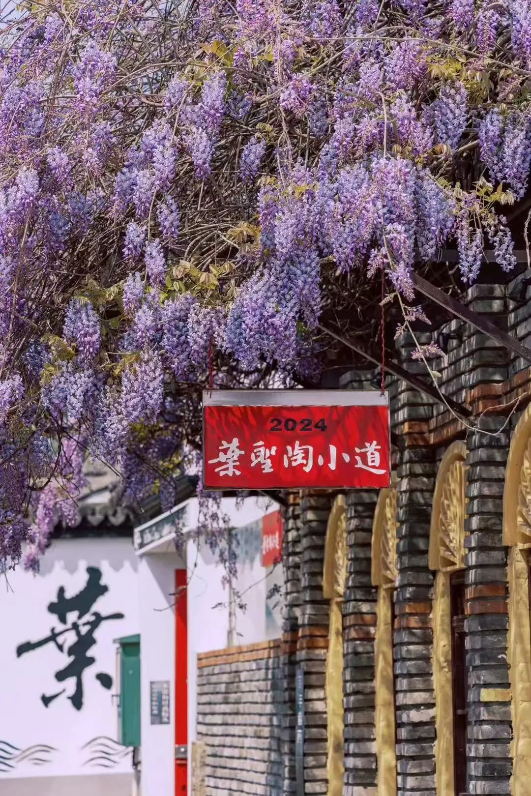 紫藤花开，快来甪直感受这场限定的“紫色浪漫”！