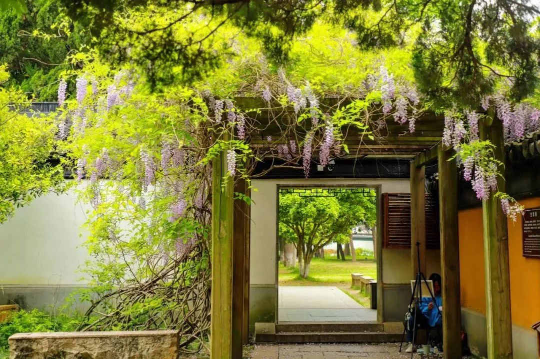 紫藤花开，快来甪直感受这场限定的“紫色浪漫”！