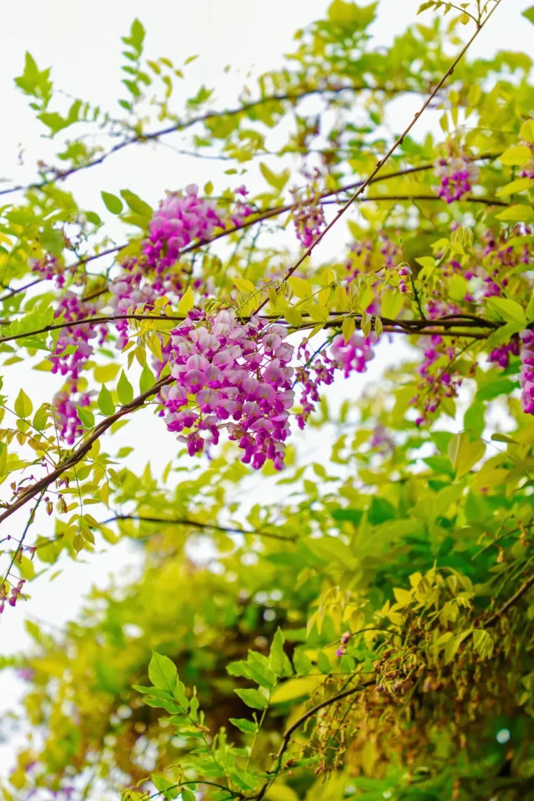 紫藤花开，快来甪直感受这场限定的“紫色浪漫”！