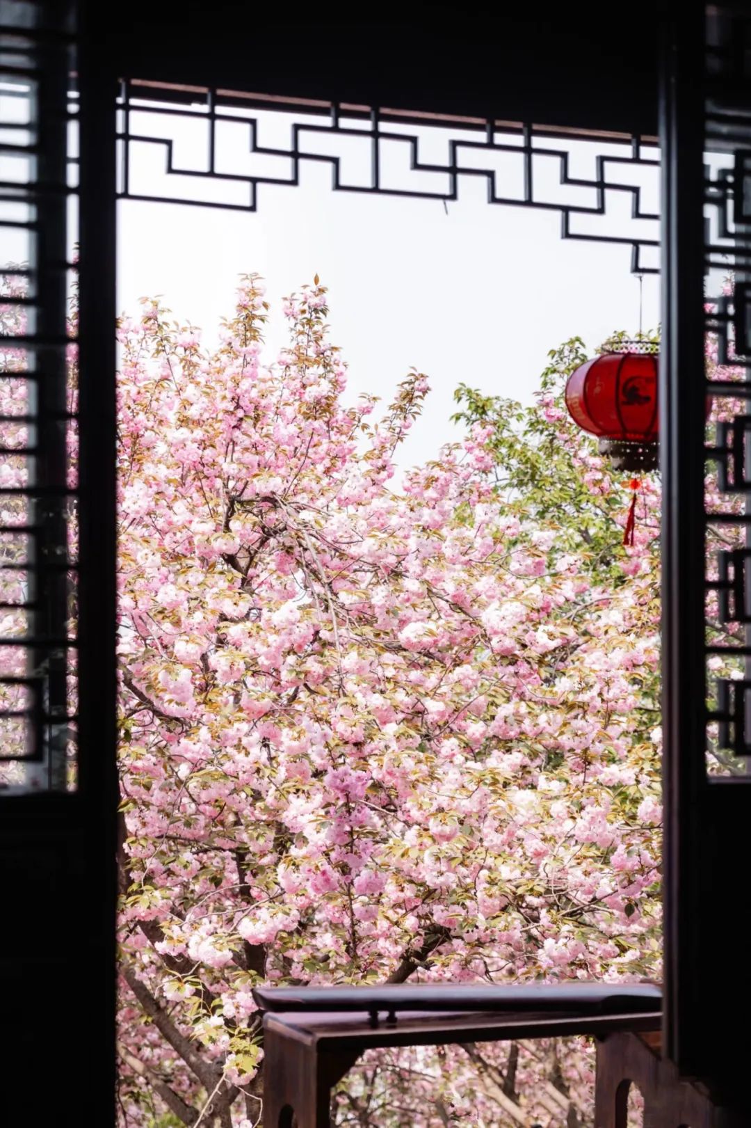 答应我，最后一场樱花一定要看！
