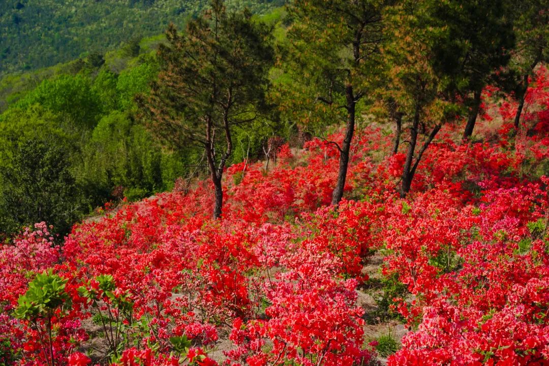 漫山红遍！你们要的攻略来啦~