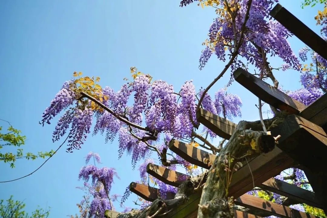 紫藤花开，快来林屋洞遇见“紫色浪漫”