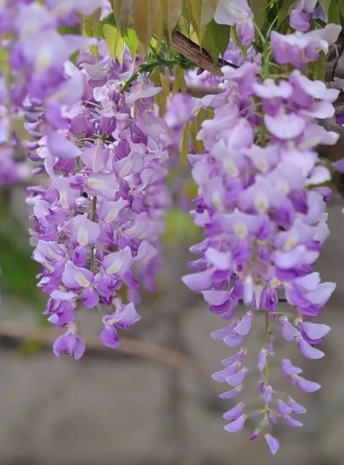 紫藤花开，快来林屋洞遇见“紫色浪漫”