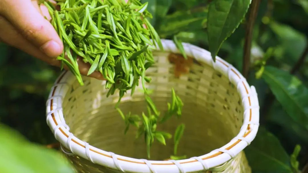 江南春味徒步！从这座茶博馆开始~