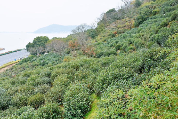 上岛赴一场山坞骑游寻茶之旅