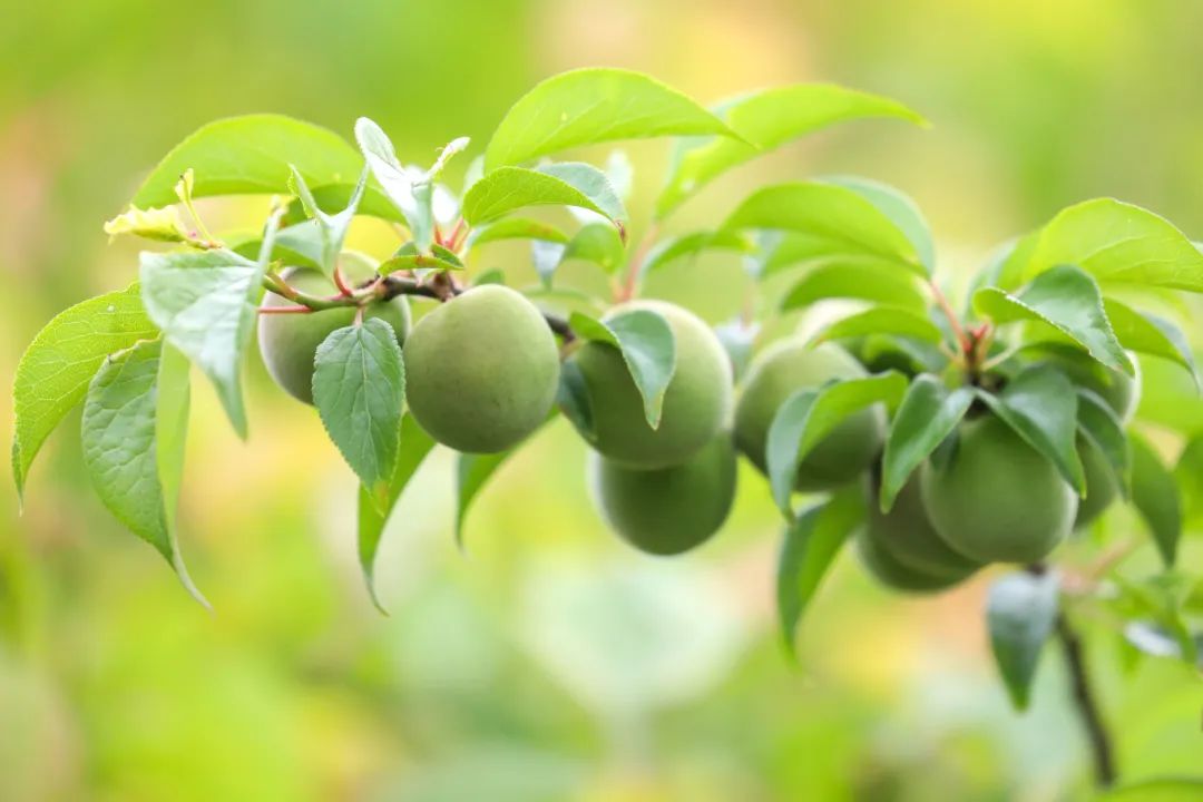 “梅”好时光，这里藏着N种快乐玩法！
