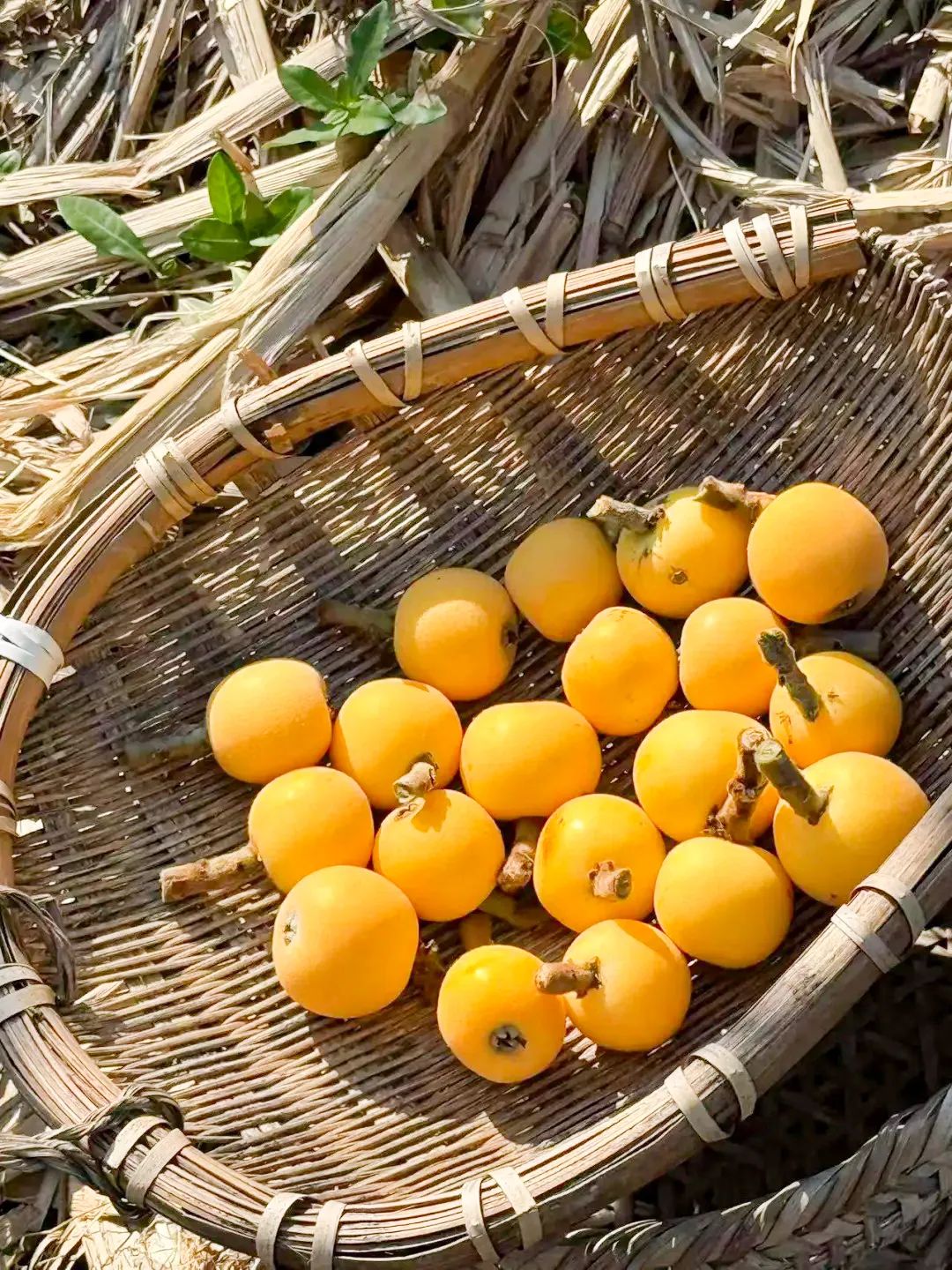 初夏“顶流”登场！西山岛上这些枇杷品种你都知道吗？