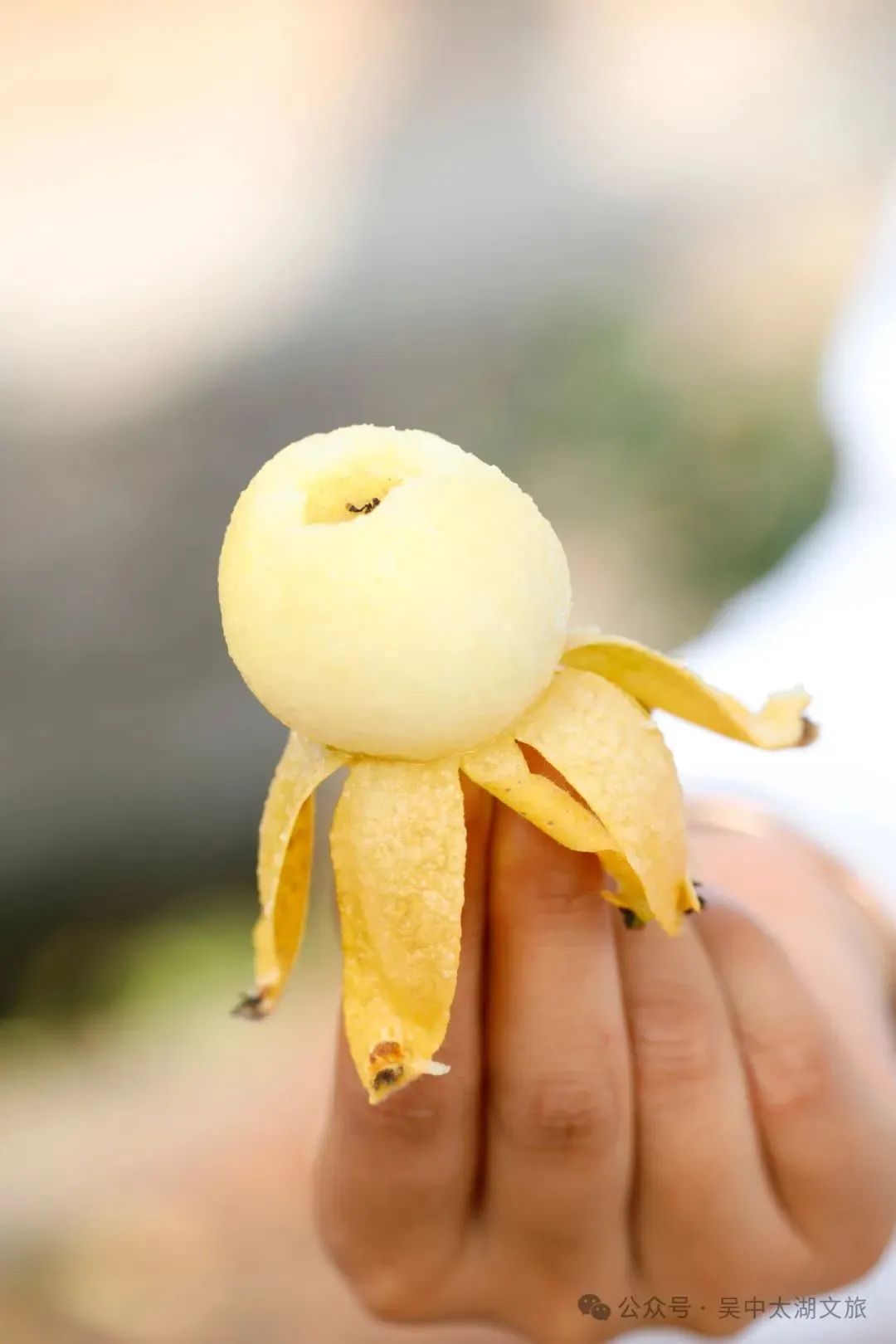 解锁吴中初夏的“甜秘密”！