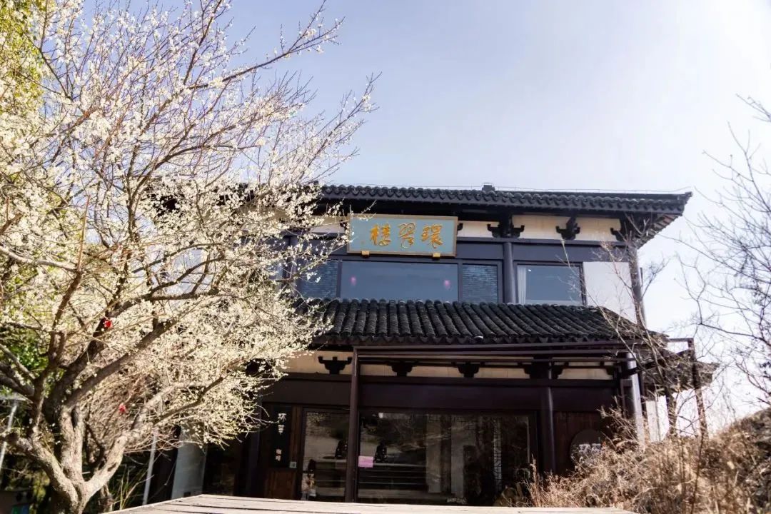 穹窿山云顶咖啡+撸猫局，速来！