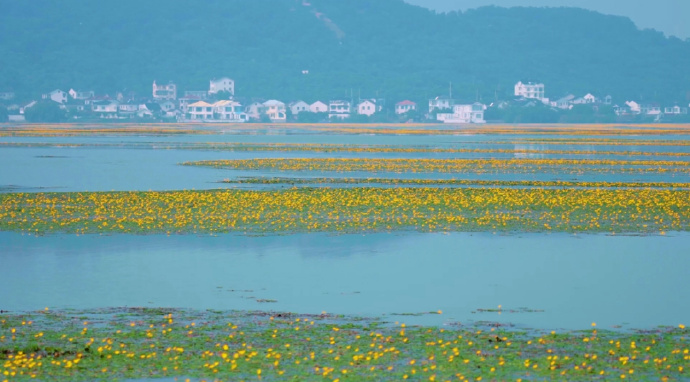 快看！太湖里的“油菜花”开了！