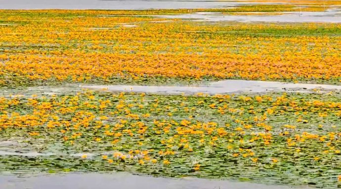 快看！太湖里的“油菜花”开了！