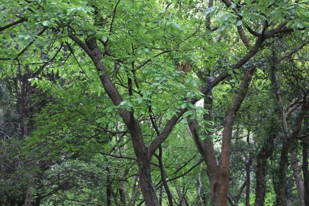 西山岛夏日避暑攻略来了！