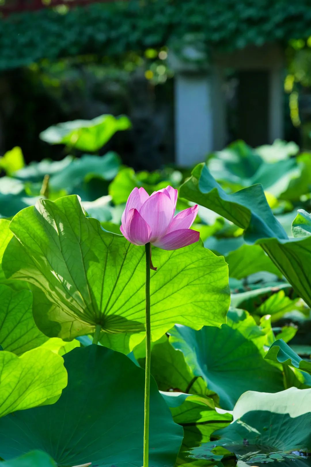 超美！快来吴中拍“荷”照~