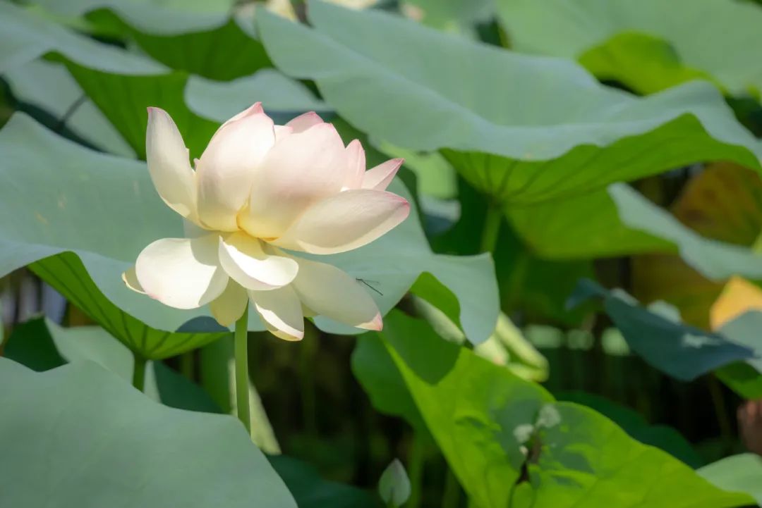 超美！快来吴中拍“荷”照~