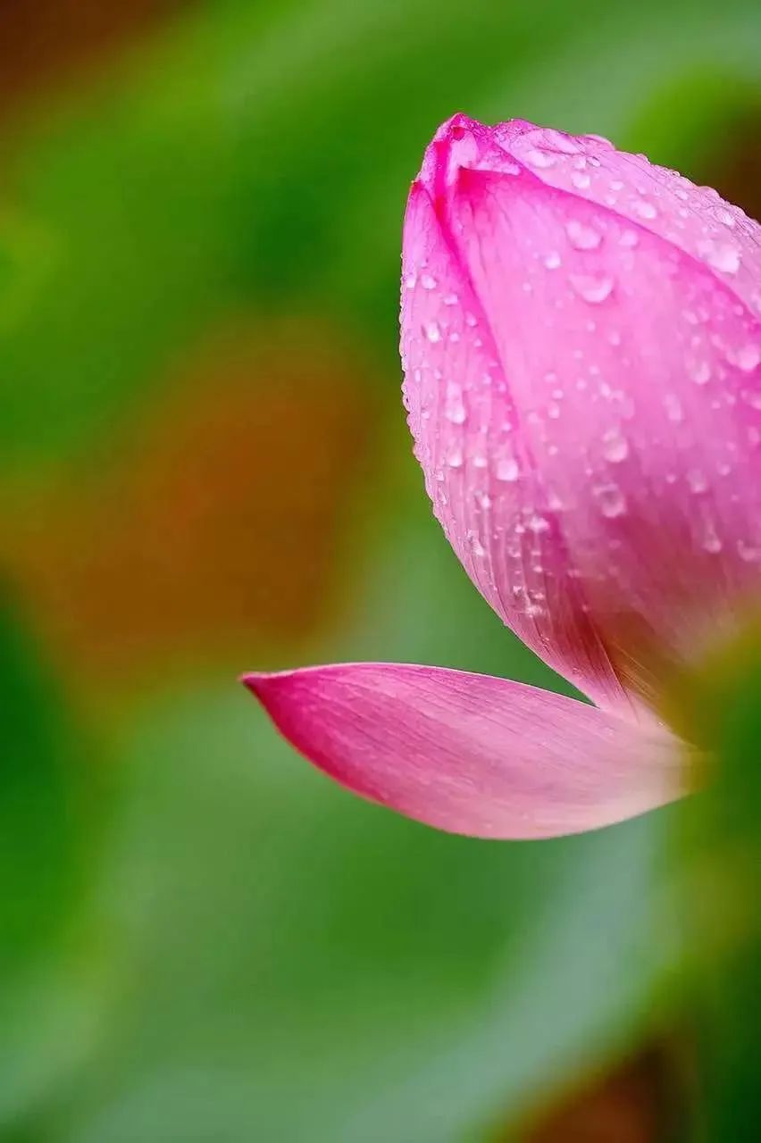 古苑紫薇香，百年花满堂