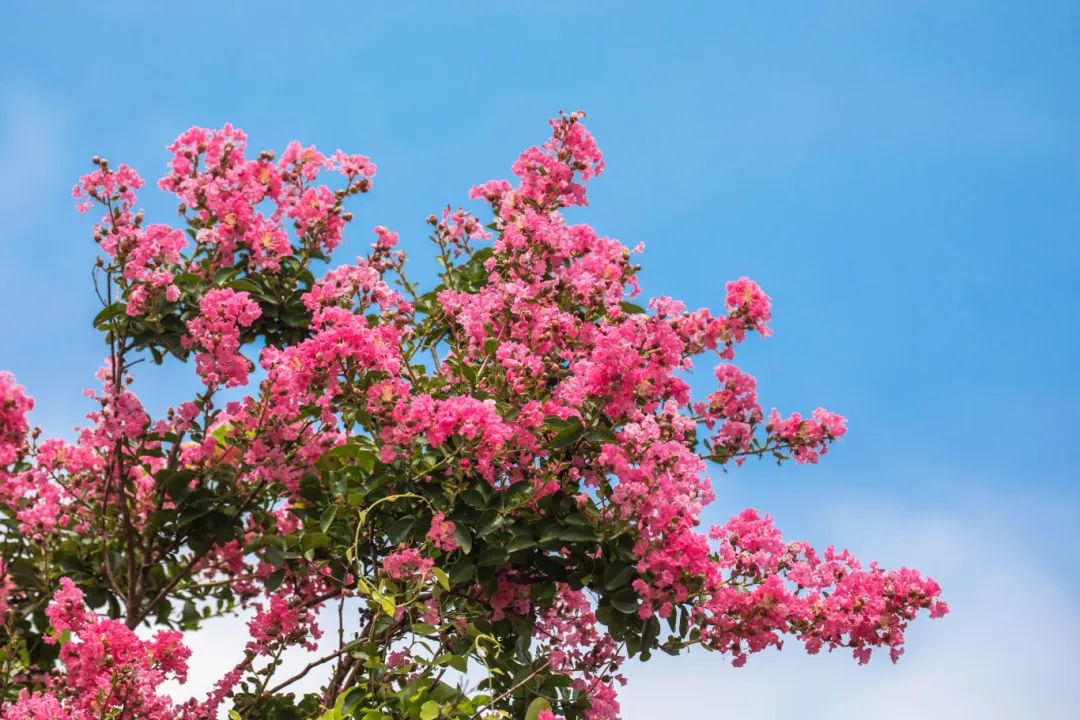 一树繁花，压弯了清夏
