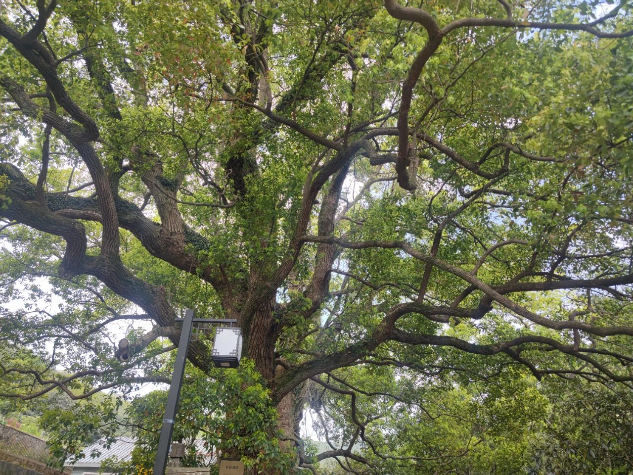 西山岛的夏天，“Tree Tree”的！