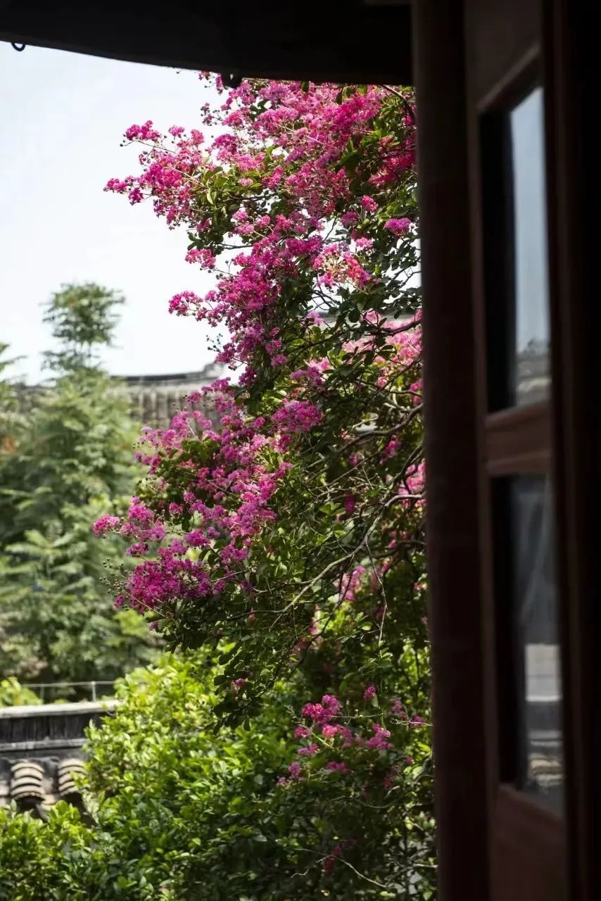 吴中夏日“显眼包”！这花脸皮薄，一碰就哆嗦！