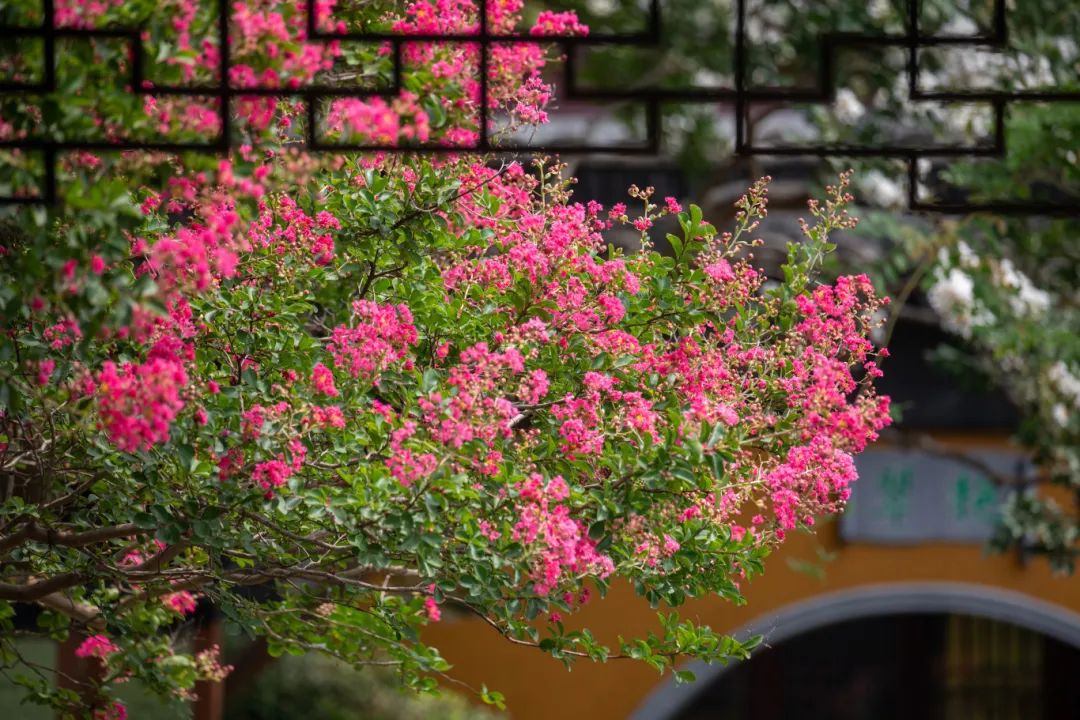 吴中夏日“显眼包”！这花脸皮薄，一碰就哆嗦！