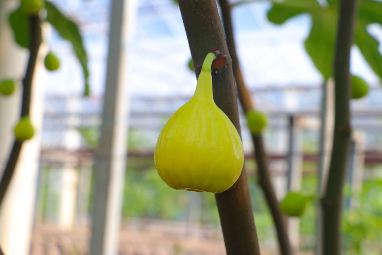 软糯香甜！西山岛无花果熟啦~