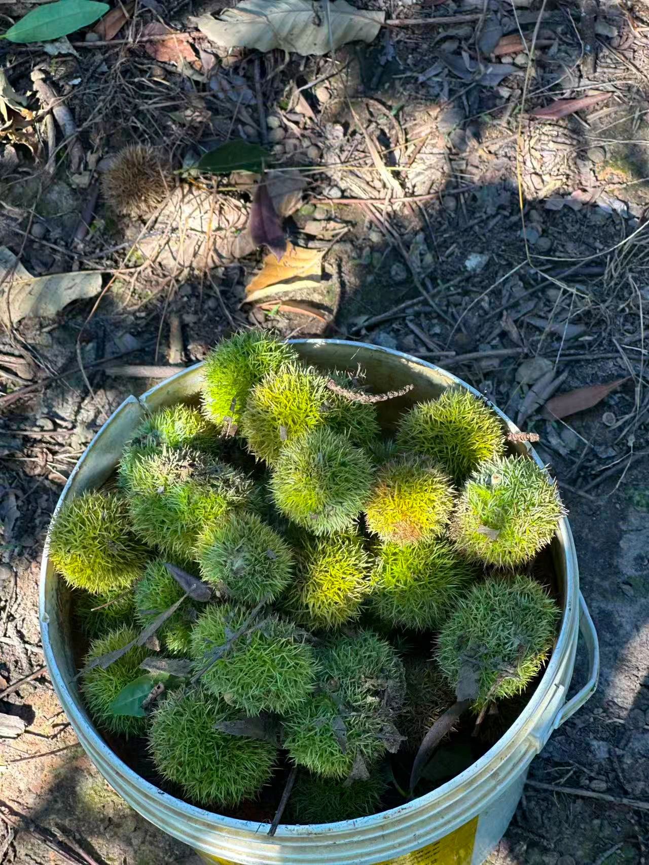 尝鲜啦！西山岛板栗成熟啦~