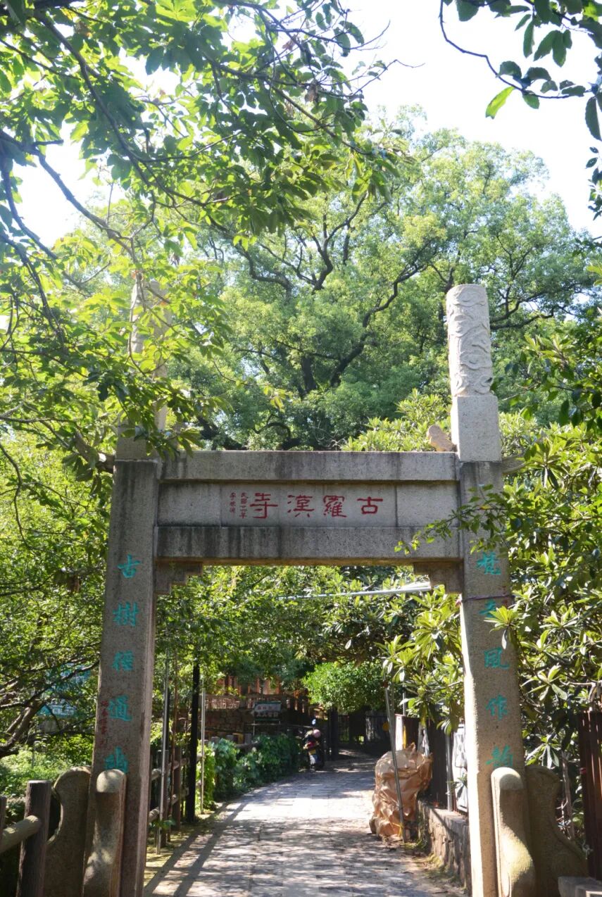 这两条古樟探访路线，带你穿越时光~
