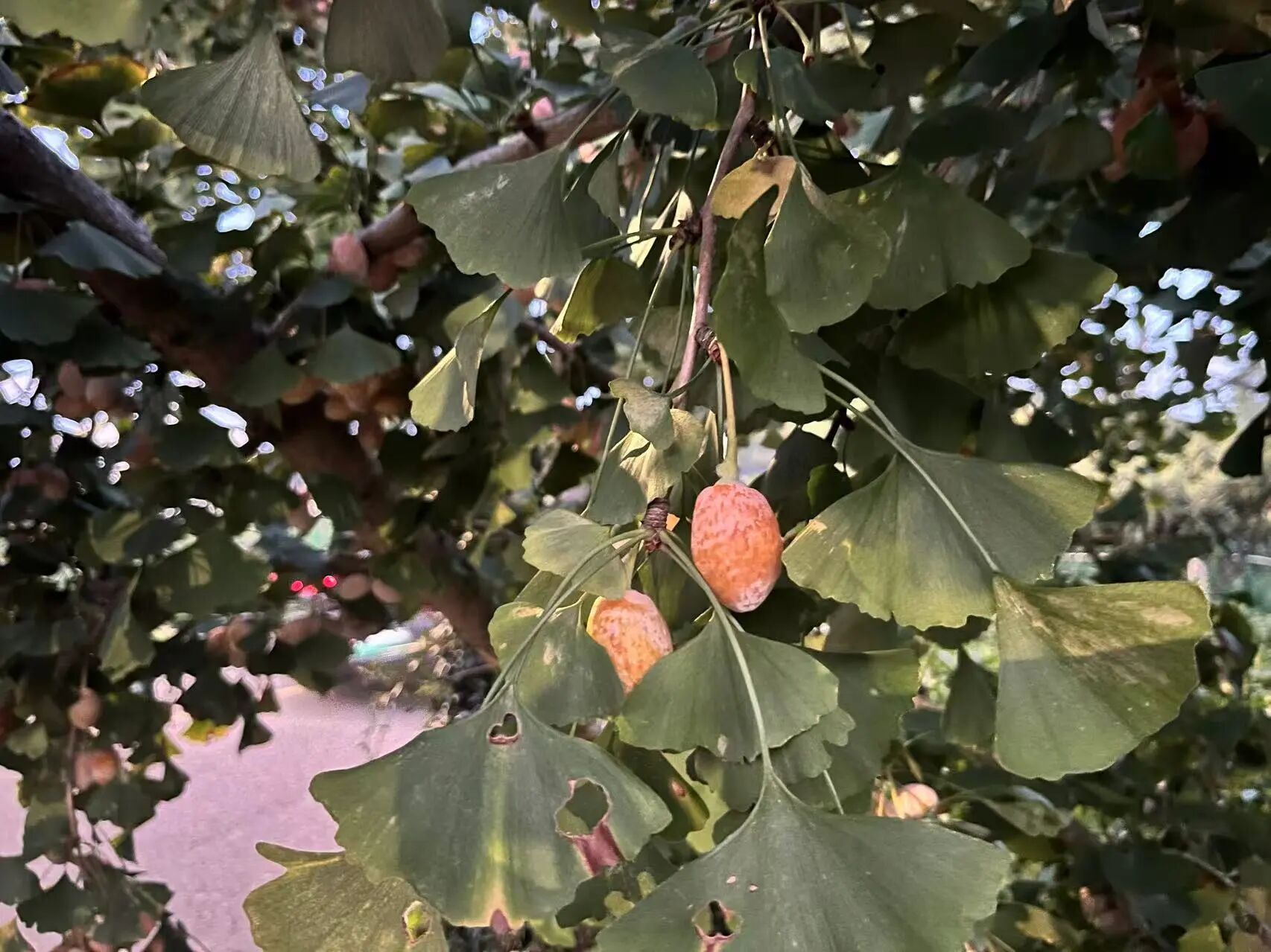 又到吃银杏果的时节啦！