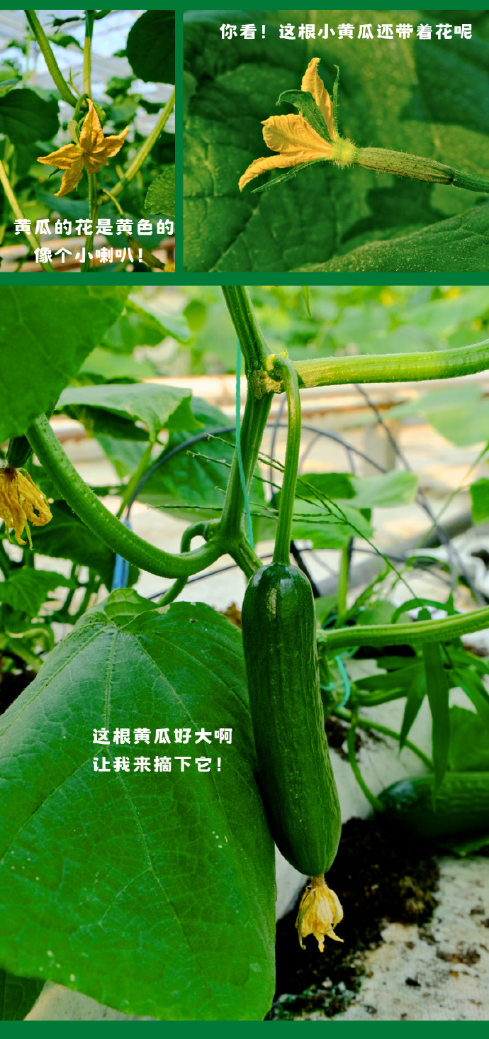 黄瓜架下，寻一份“脆嫩”
