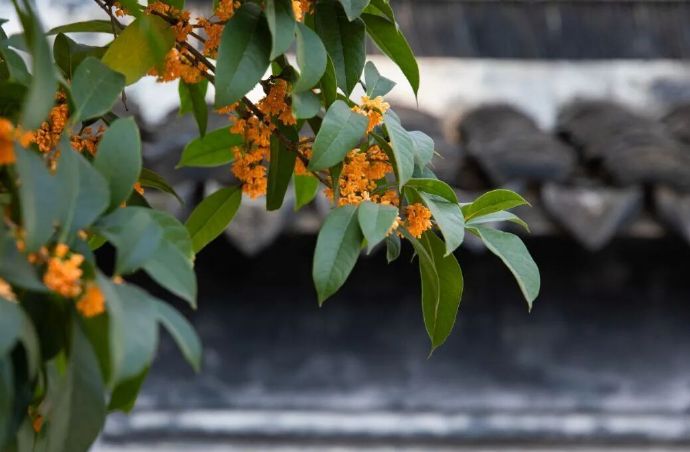 秋天的旅行清单，甪直必须有姓名