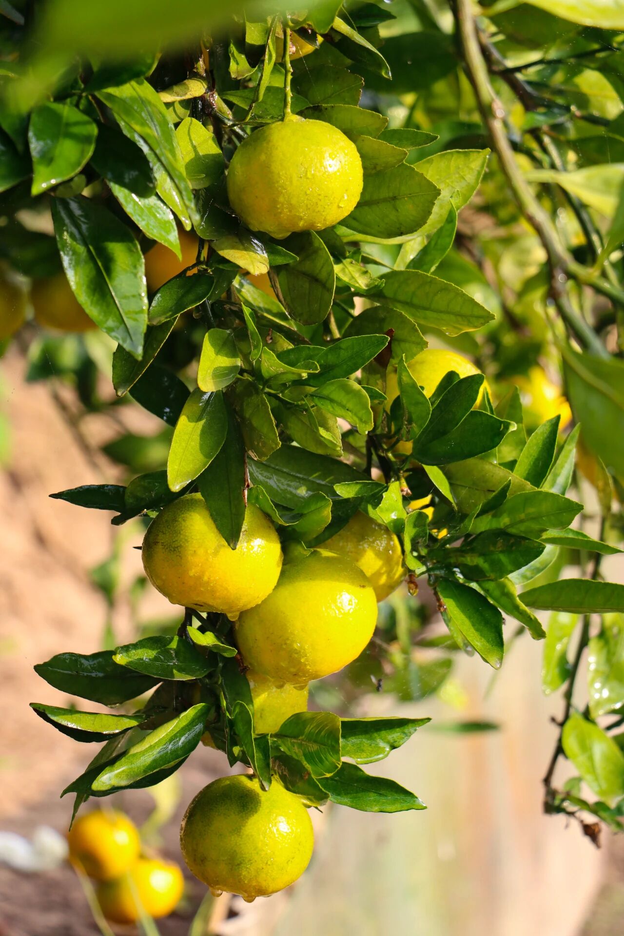 组个“橘”，“趣”采摘~