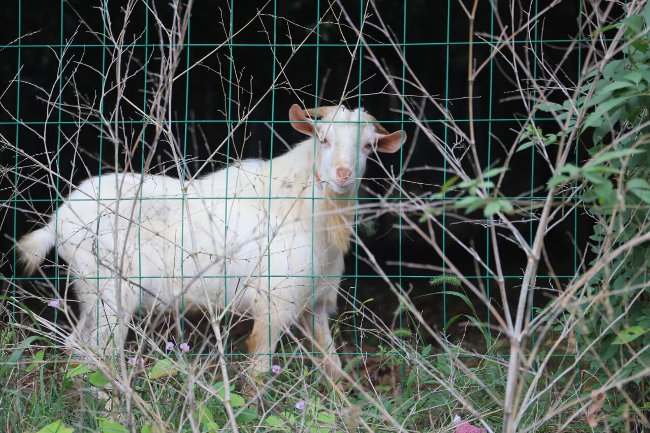 秋风起，羊肉香！