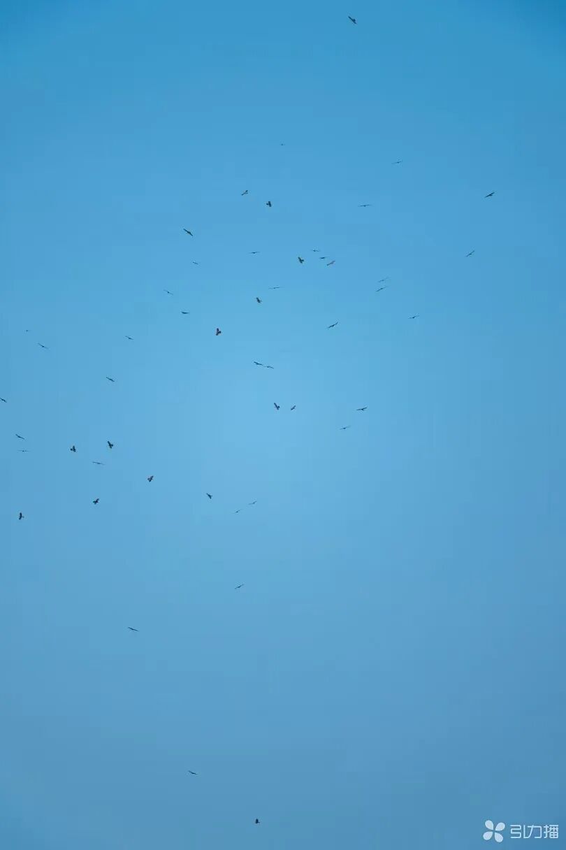 来吴中，观鸟去！