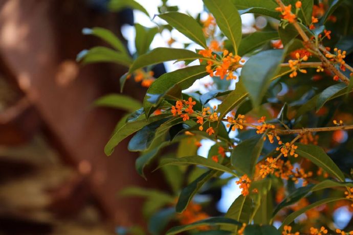 在木渎等一场桂花雨：风说故事，花落成诗