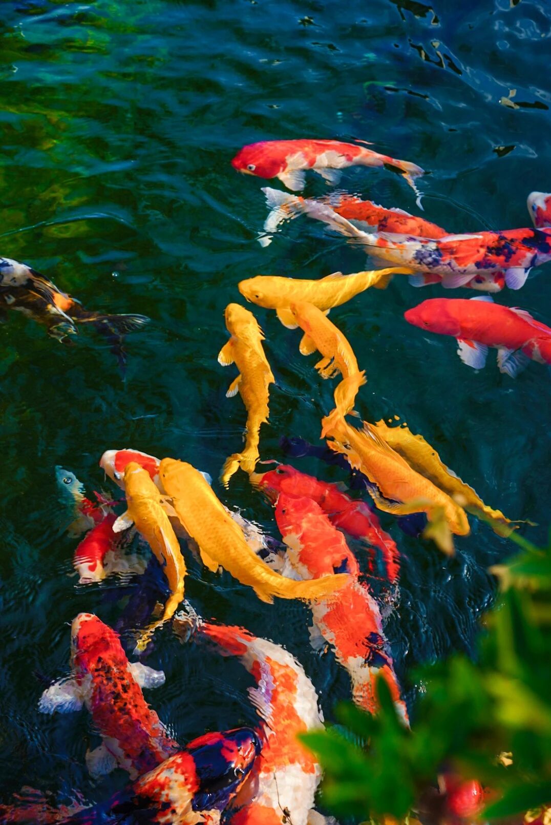 吴中咖啡馆茶馆打卡Vol.6→松风水月茶室