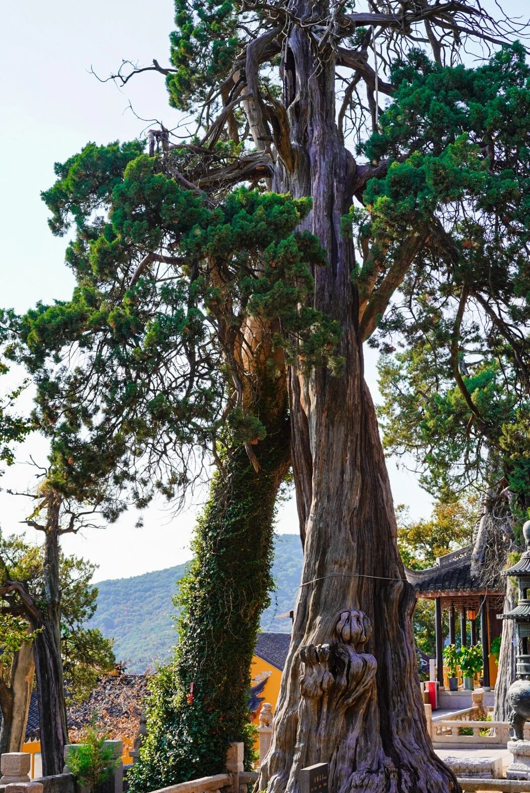 吴中咖啡馆茶馆打卡Vol.6→松风水月茶室