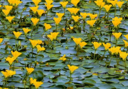 快看！这就是《诗经》里的荇菜，好美！