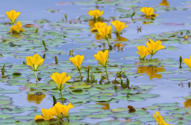 快看！这就是《诗经》里的荇菜，好美！